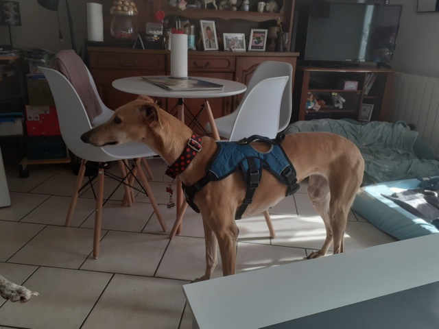 Sofia galga à l'adoption Adoptée 20220318