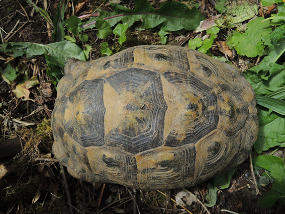 Identification d'une tortue Dscn0313