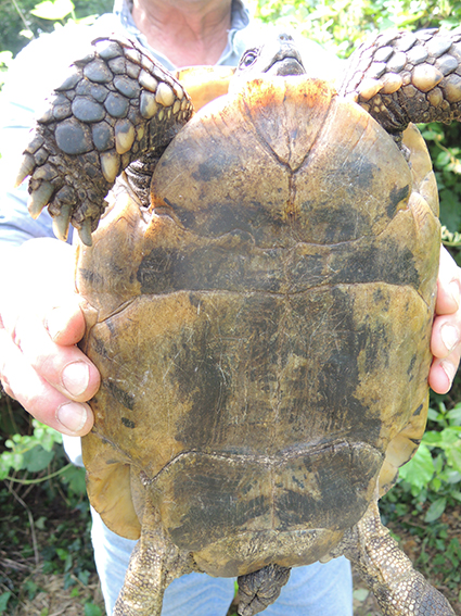 Identification d'une tortue Dscn0314