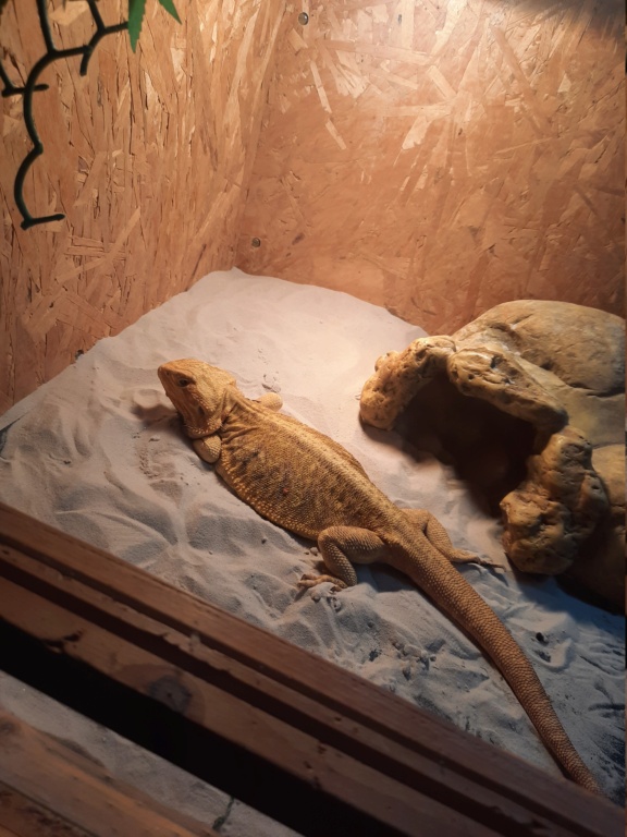 patte arrière pogona 16652210