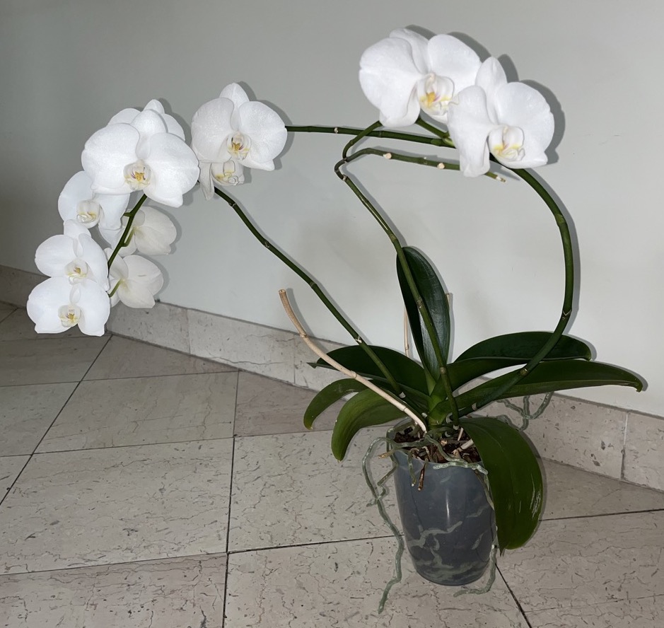 Phalaenopsis blancs  Phal_b13