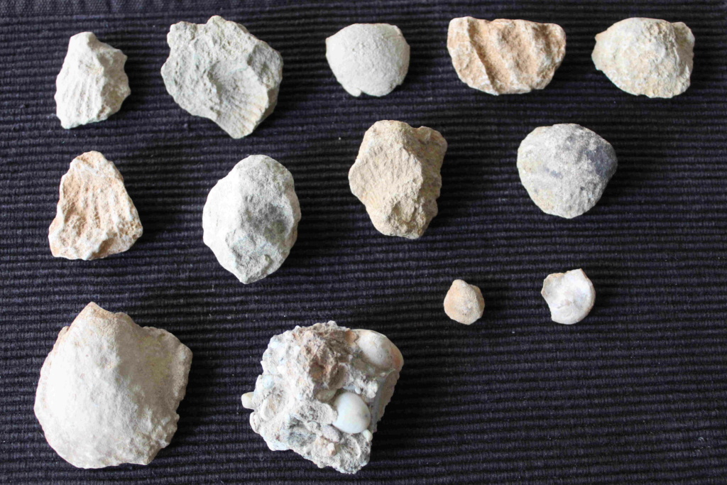 Fósiles provincia de Burgos Fzssil17