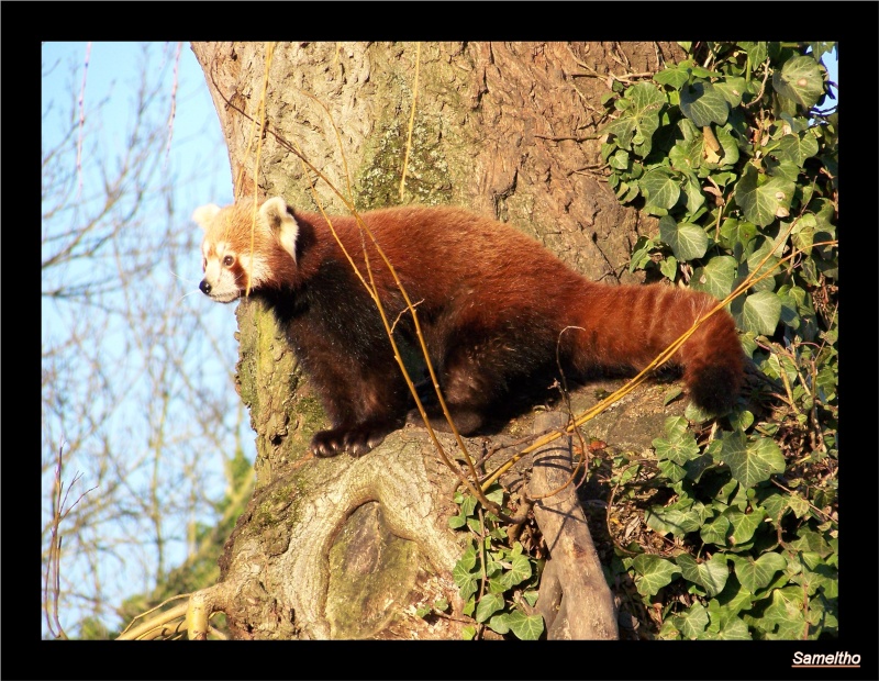Le panda roux (Ailurus fulgens fulgens ) Zoo18-10