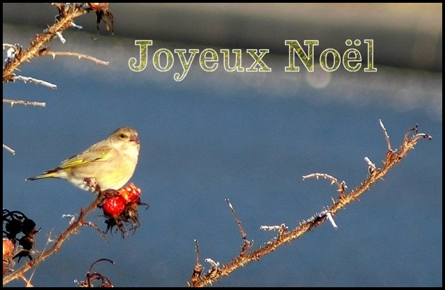 Joyeux noel  a tous ! - Page 2 Oiseau13