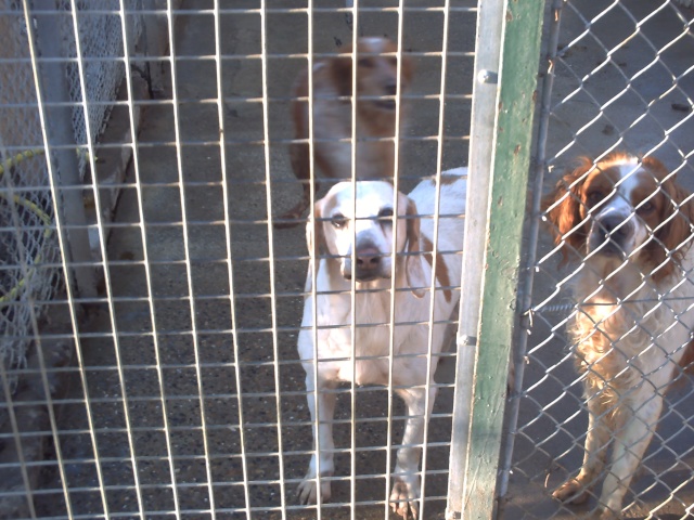 13 petit braque (beagle ) de 7 ans dont 6 ans de box !!!! Pict0010