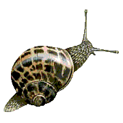 Escargot Escarg11