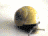 Escargot Escarg12