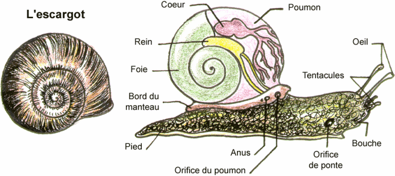 Escargot L_esca10