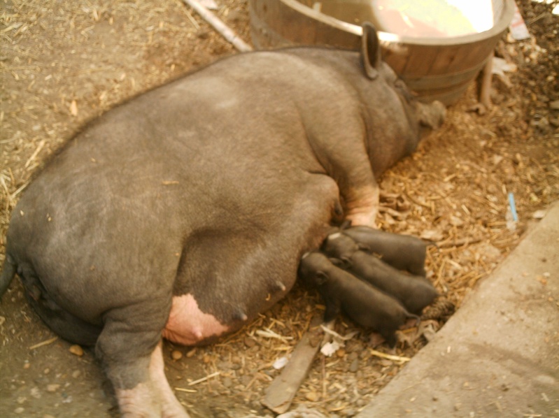 prsentation de vos animaux: les animaux de la ferme: Cochon11