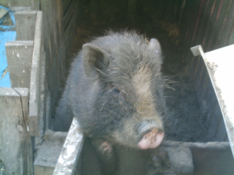 prsentation de vos animaux: les animaux de la ferme: Dernie11