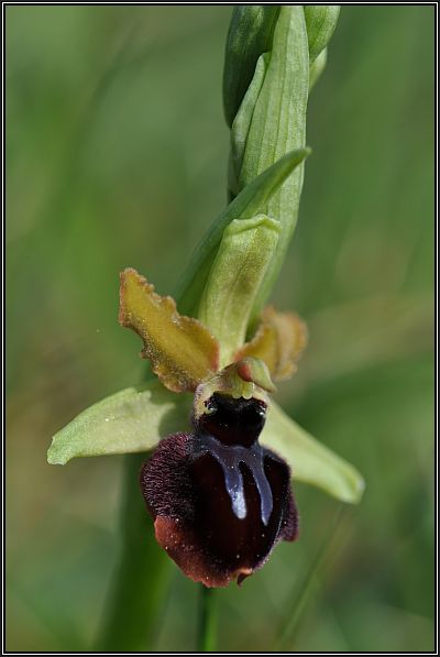 Ophrys passionis ( Ophrys de la Passion ) O-pass14