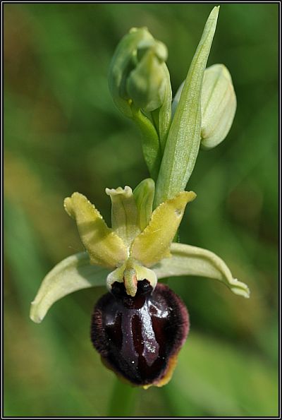 Ophrys passionis ( Ophrys de la Passion ) O-pass15