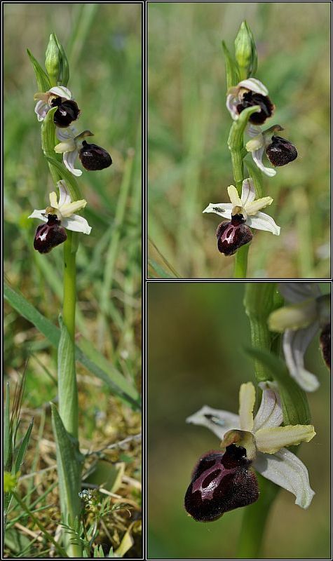 Ophrys passionis ( Ophrys de la Passion ) O-pass16