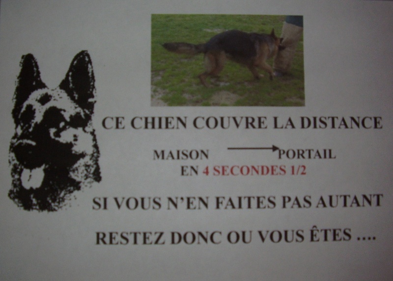 comment se defendre contre l'attaque d'un chien - Page 8 Pc250010