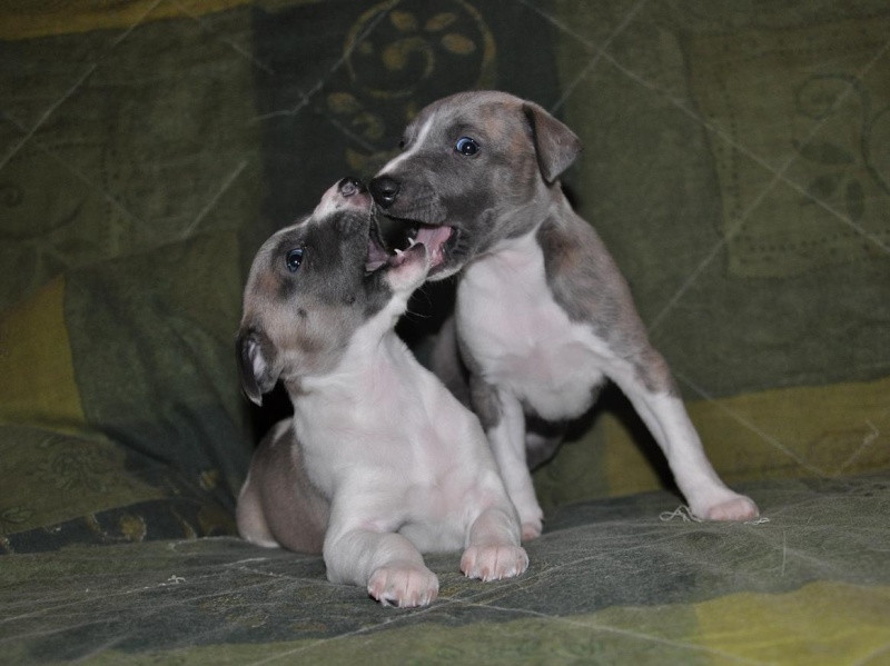 Bébés lévriers whippets LOF : DU NOUVEAU ! 2510