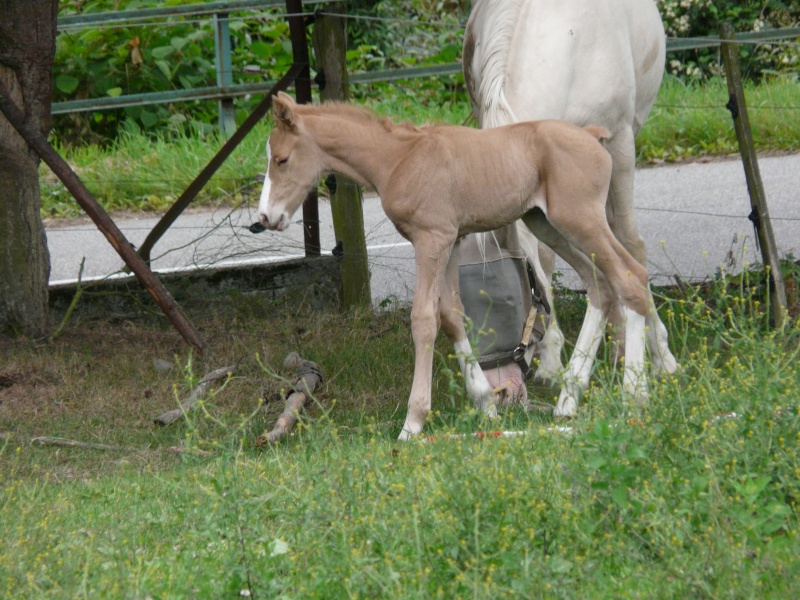 B..... Male oc palomino  P1020316