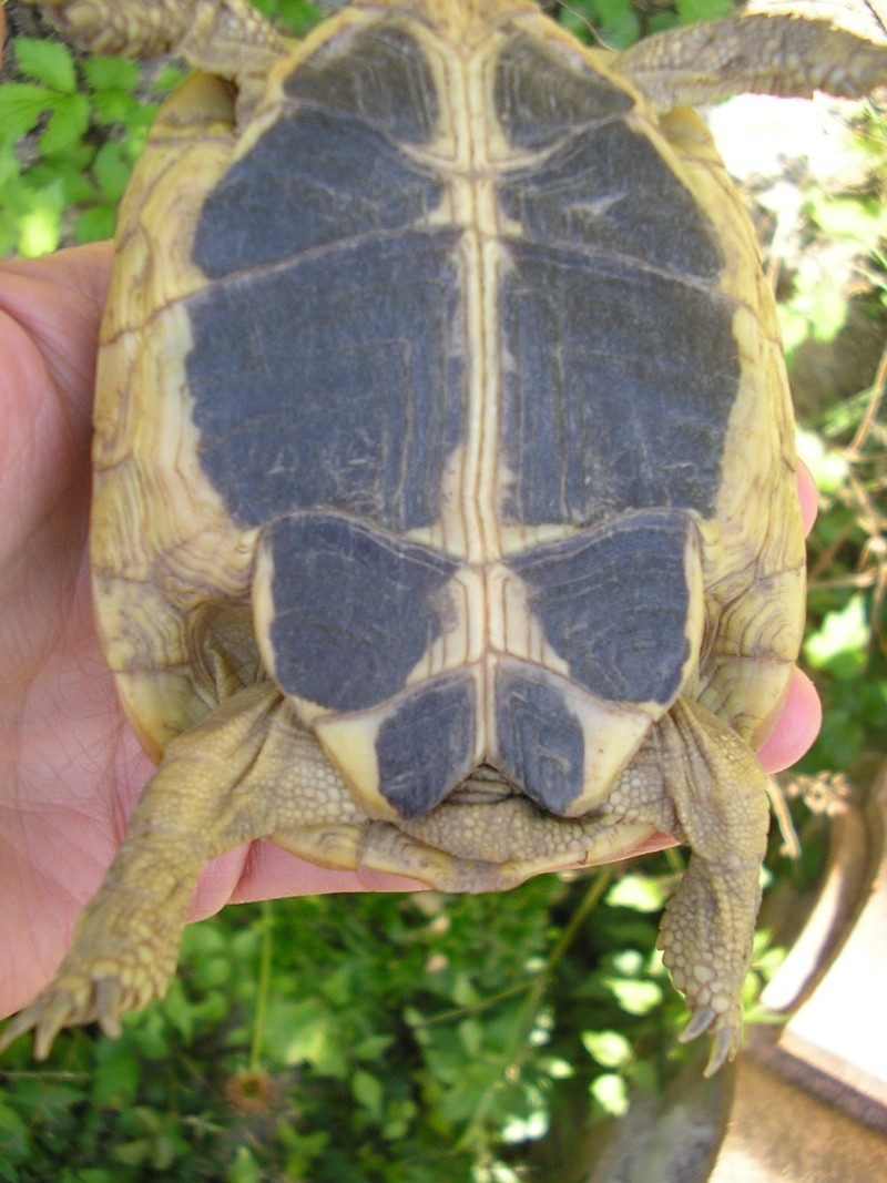 corse ou varoise ? male ou femelle ? 00110