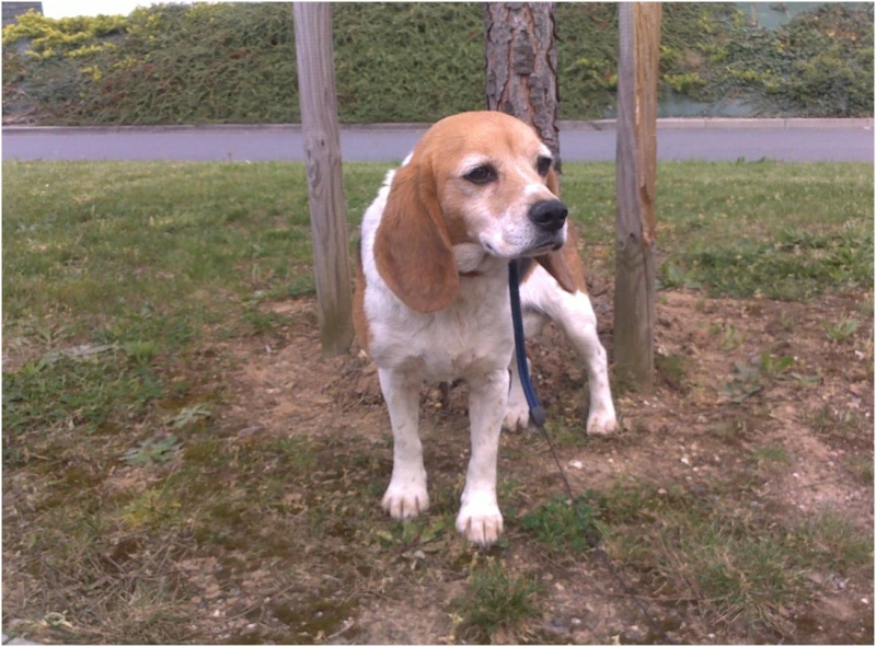 BERNIE, beagle femelle, 3 ans (49) Bernie10