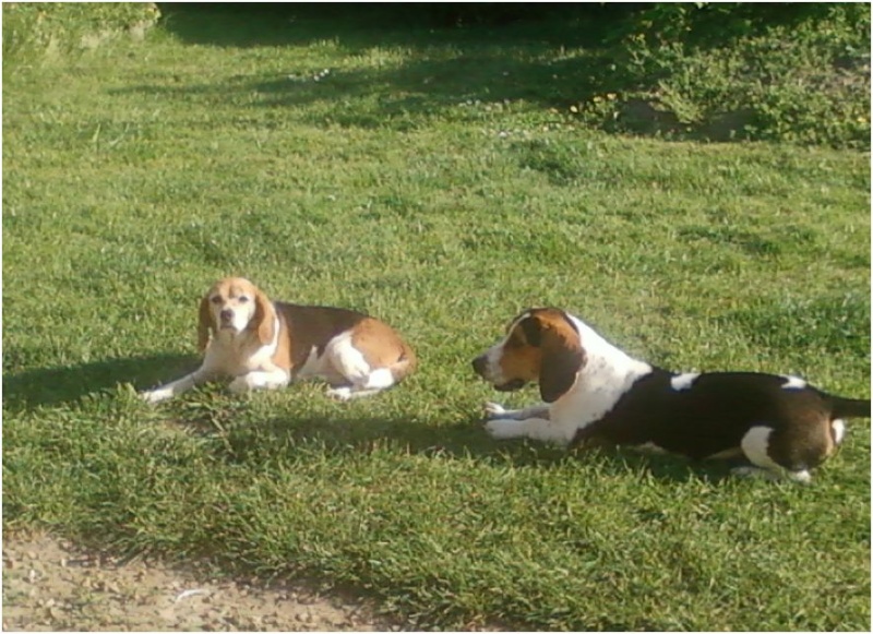 BERNIE, beagle femelle, 3 ans (49) Elton111