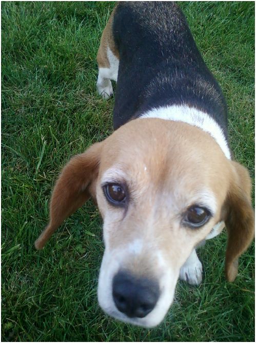 BERNIE, beagle femelle, 3 ans (49) Elton112