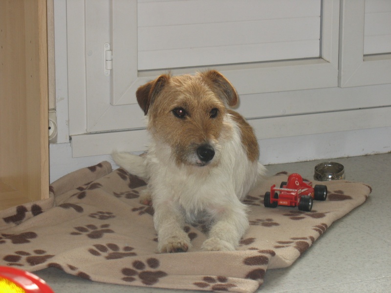 49 - DAWSON fox terrier 2 ans ..de fourrière .. en pension  Img_1510