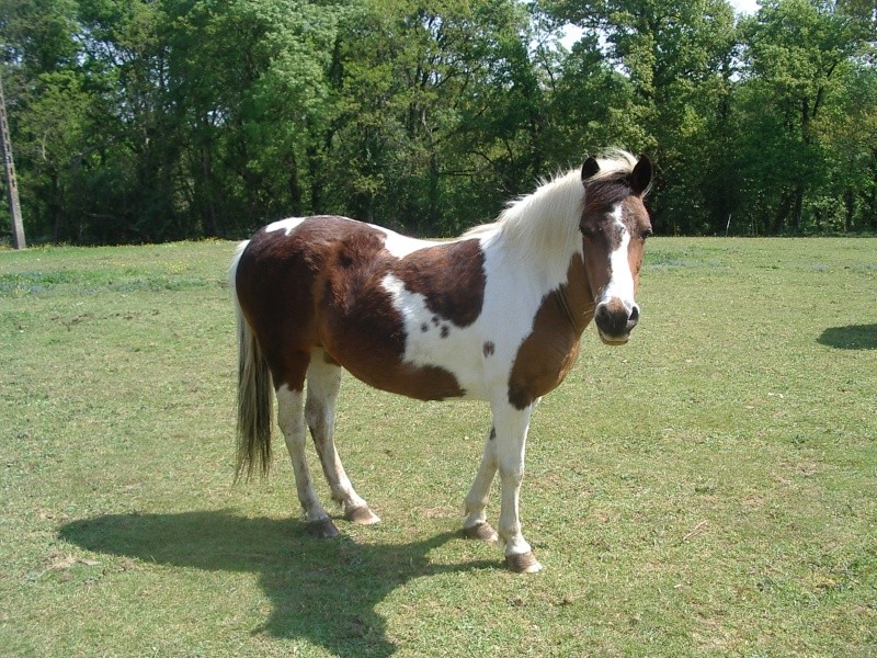 HEROINE ponette  23 ans  (44 )NON MONTABLE Imgp6510