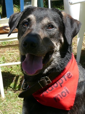 BENDER labrador x husky 4 ans(49)ADOPTE Txp1i310