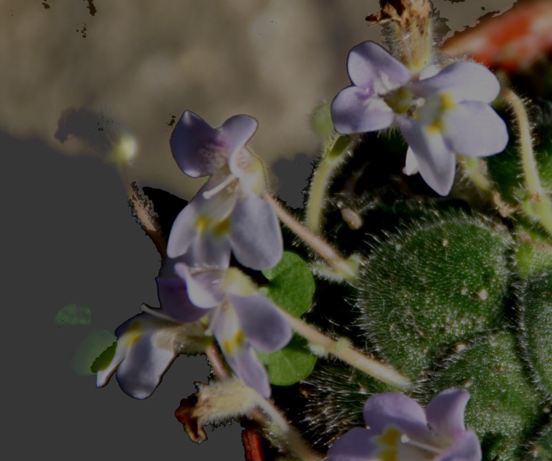 [Petrocosmea Forestii ] en fleur Img_3021