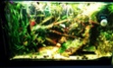 Besoin d'aide nouvel aquarium (debutant) Imag1114