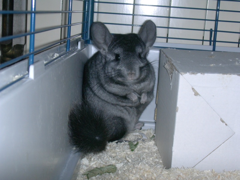 Place aux sondages: Vos plus beaux clichées de chinchillas Missty10