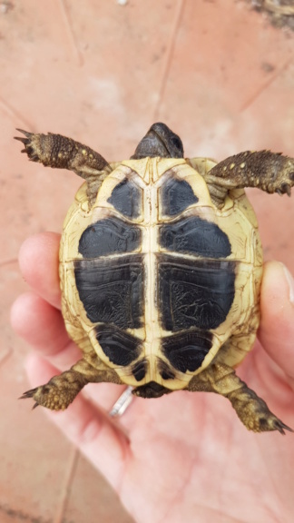 Identification de 3 jeunes tortues 20180824