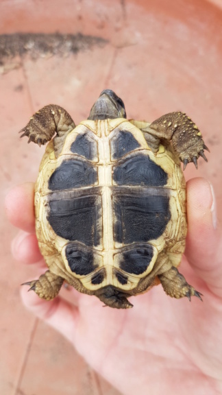 Identification de 3 jeunes tortues 20180826