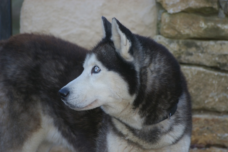 ASLAK, mâle husky de 9 ans - Charentes - Page 2 Imgp2912