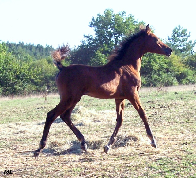 Orient Arabians - 2010 18091011