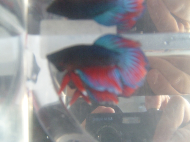 betta de mii S7304512