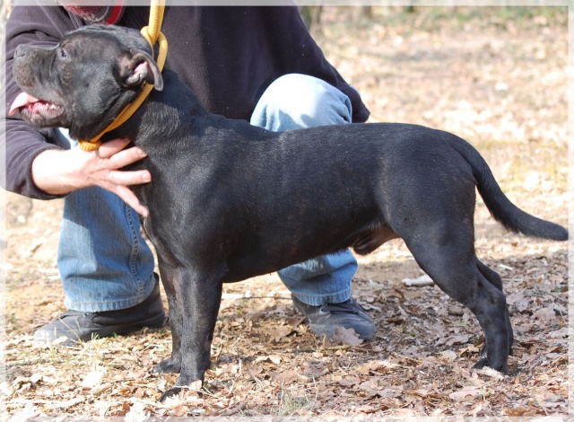 Mâle staffie 2ans 1/2 Dsc_0210