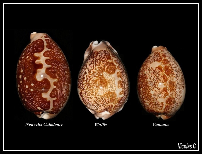 Leporicypraea mappa - (Linnaeus, 1758) - Page 2 Sarie_10