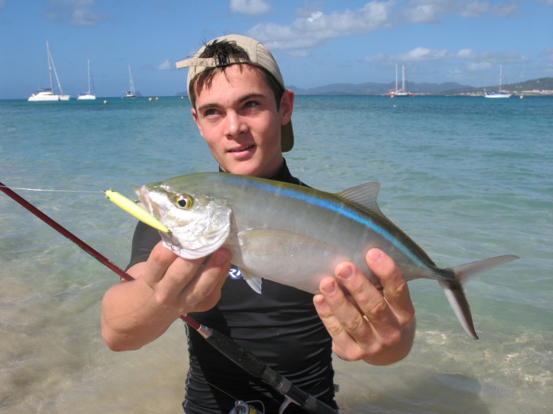 un ptit bonjour de martinique Carang10