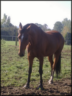 votre cheval préféré 510