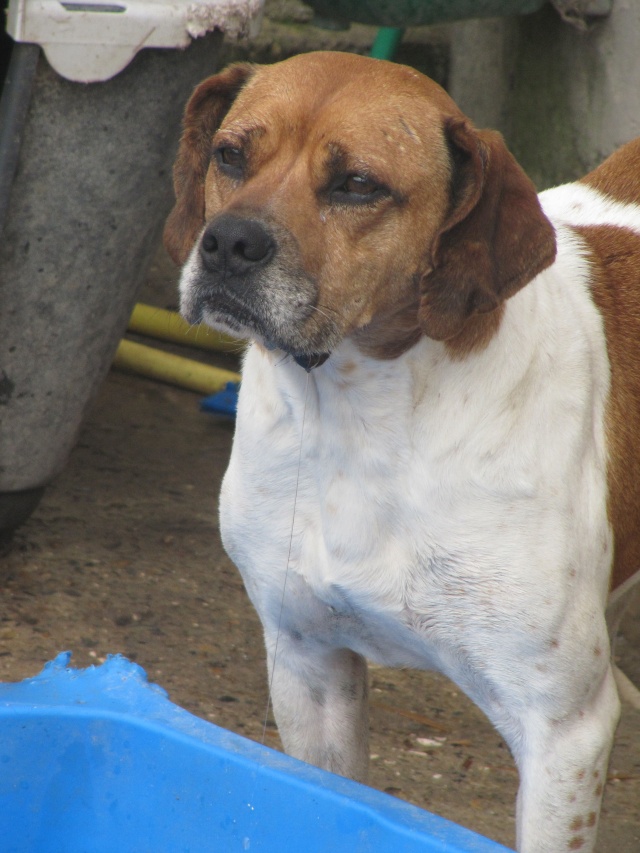 Lucky - Croisé boxer/épagneul breton - né en 2004  - Page 2 Img_4629