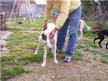 alimentacion de un cachorro Galgo_11