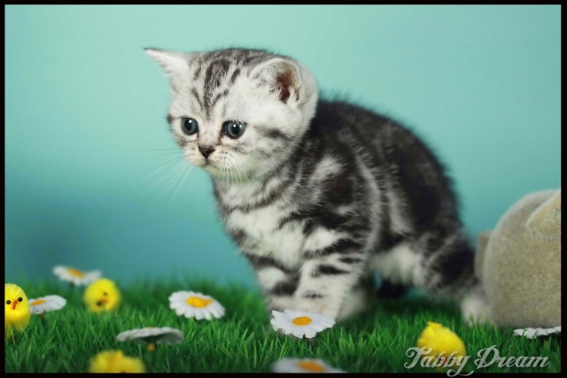 Les chatons de Tabby Dream Shym sont nés le 10 mars 2011 !!! Rien_010