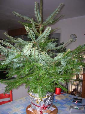 mise en forme d'un Abies Dscn8115