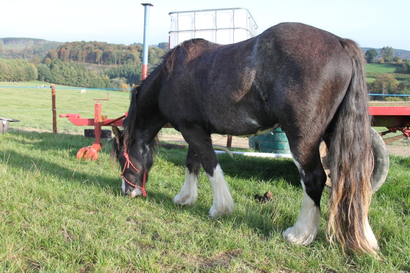 Cherche Hongre Irish Cob, de préférence... Chevau22