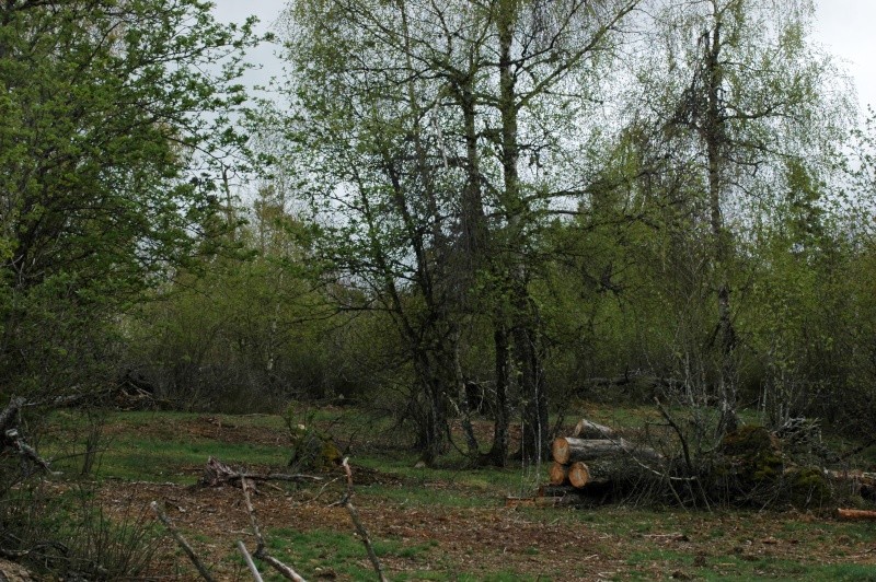 La forêt cassée - 1 hectare de défrichage et de nettoyage ! Dsc_0022