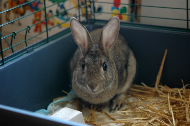 Panpan - Lapin de Garenne mâle - 2 ans - Reste à l'association ! Panaon10