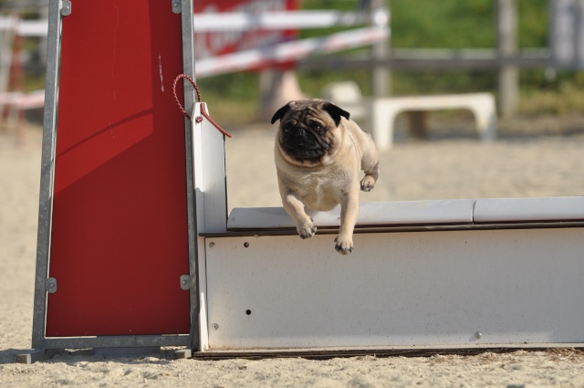 Un Carlin en agility Dsc_5510