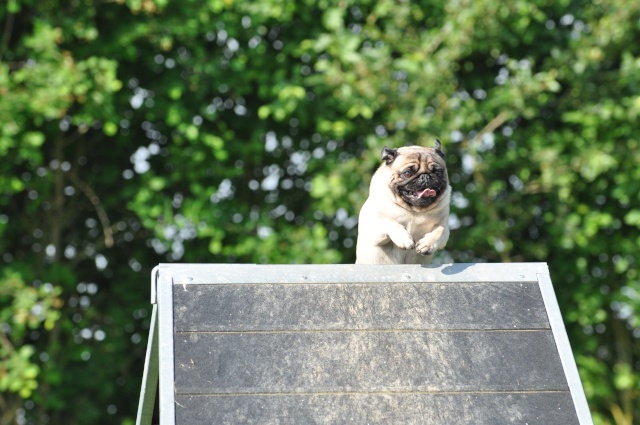 Un Carlin en agility Dsc_9810