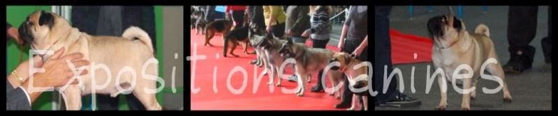 Expositions canines