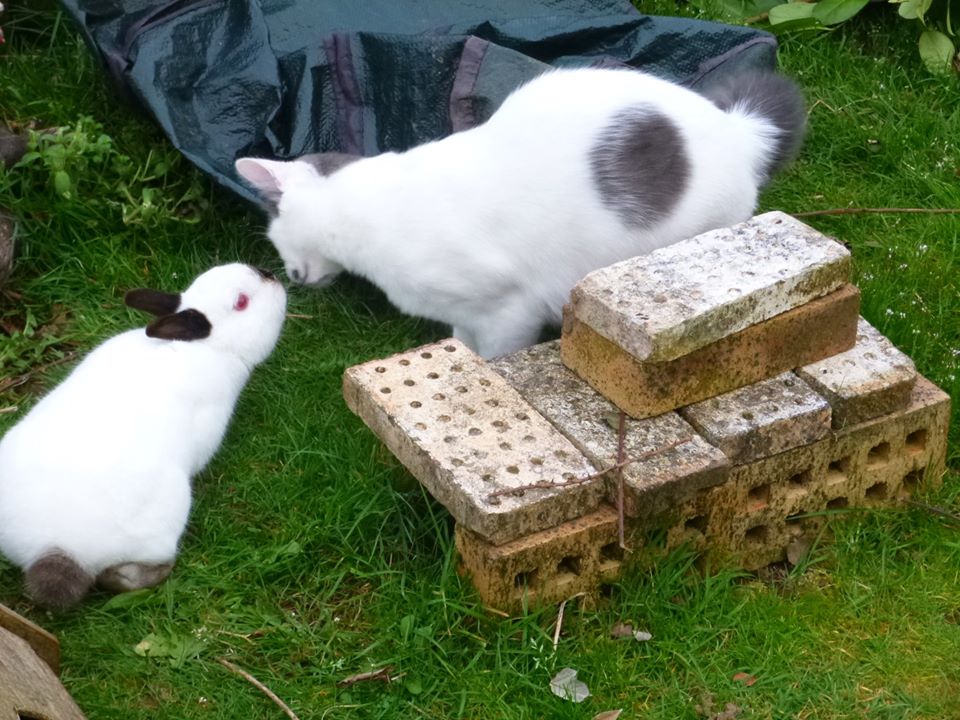 pilgrim male blanc et gris poils mi long née en juillet 2019  90233510